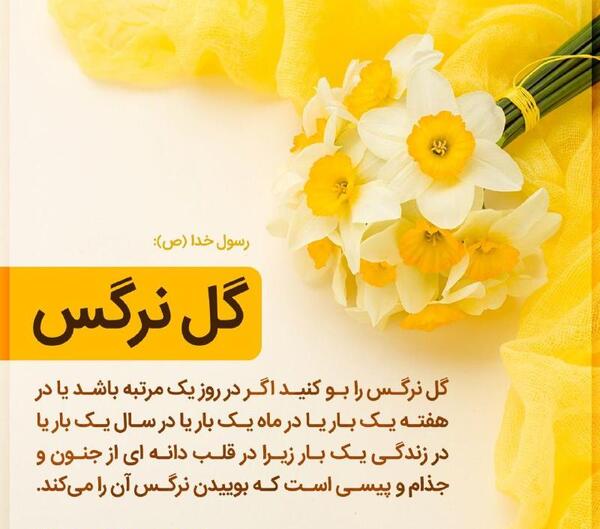 عکس گل نرگس متحرک