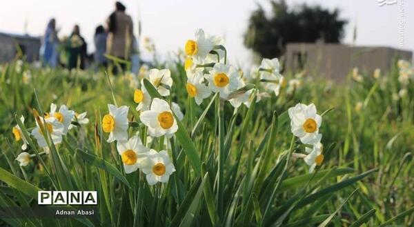 عکس تصاویر گل نرگس در طبیعت
