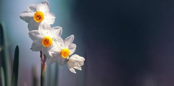 عکس تصاویر گل نرگس در طبیعت