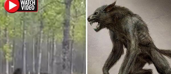 عکس گرگ نما