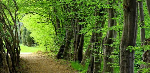 عکس جنگل چهل چای مینودشت