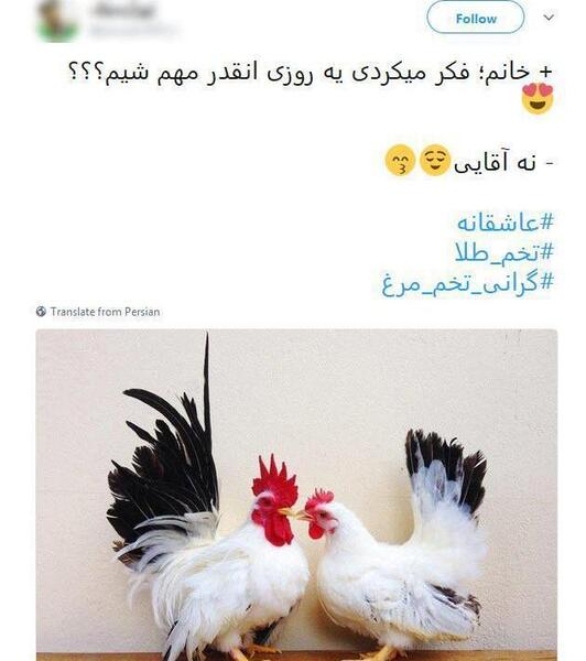 عکس طنز مرغ