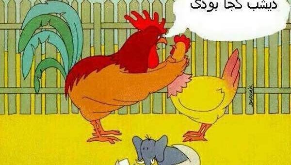 عکس طنز مرغ