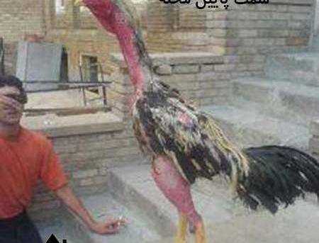 عکس طنز مرغ