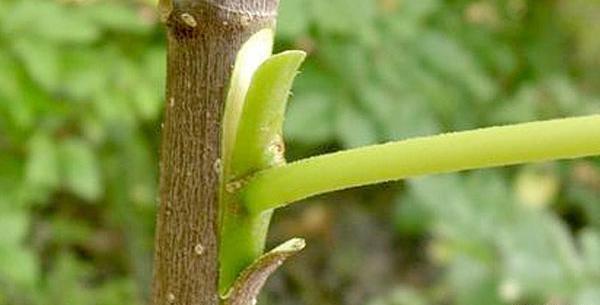 عکس دانیال رجبی