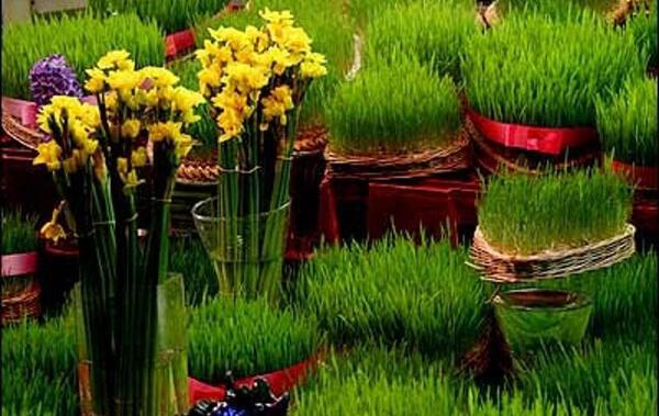 عکس طراحی سبزه عید