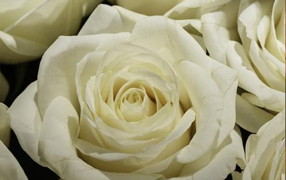 عکس گل رز سفید هلندی