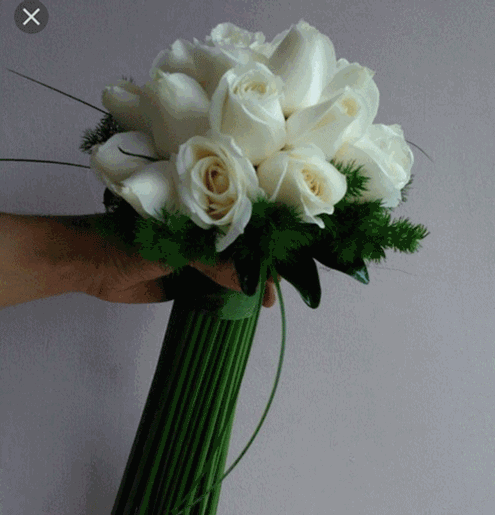 عکس گل رز سفید هلندی