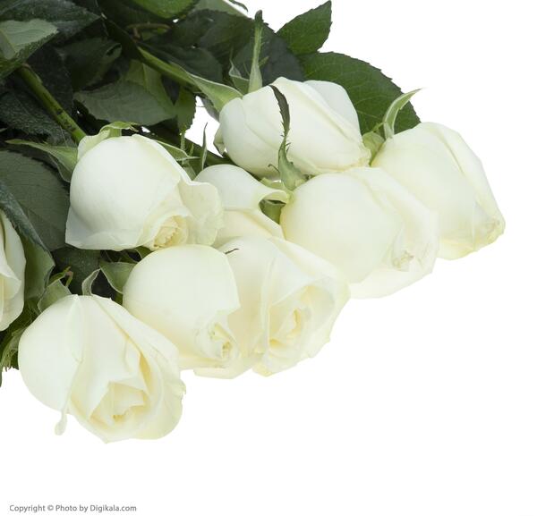 عکس گل رز سفید هلندی