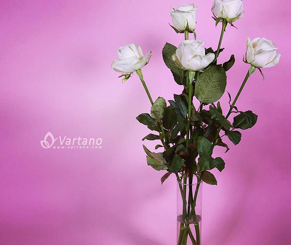 عکس گل رز سفید هلندی
