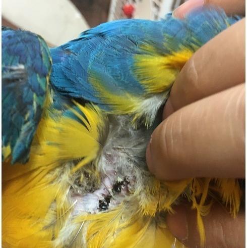 عکس غذای طوطی