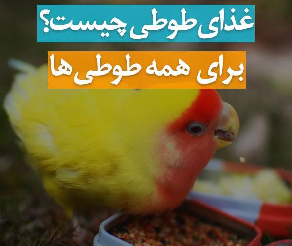 عکس غذای طوطی