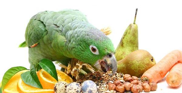 عکس غذای طوطی