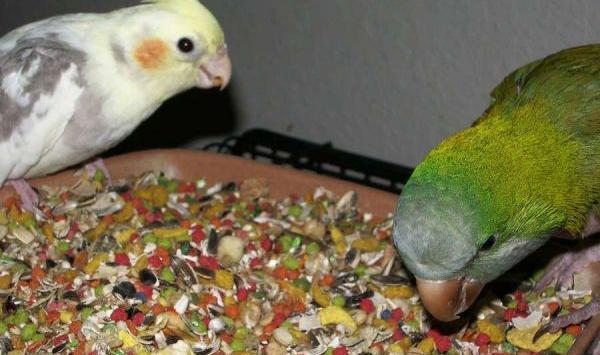 عکس غذای طوطی