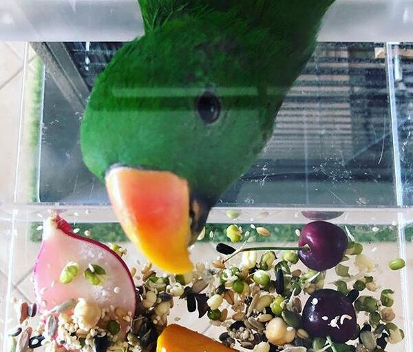 عکس غذای طوطی