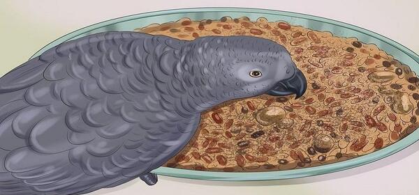 عکس غذای طوطی