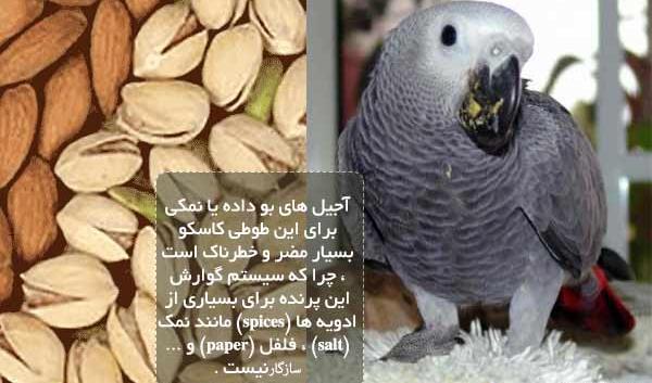عکس غذای طوطی