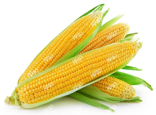 عکس ذرت با کیفیت
