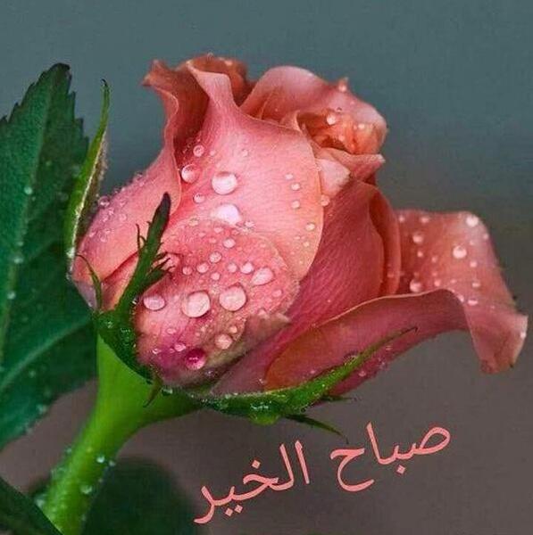 عکس شب بخیر عربی