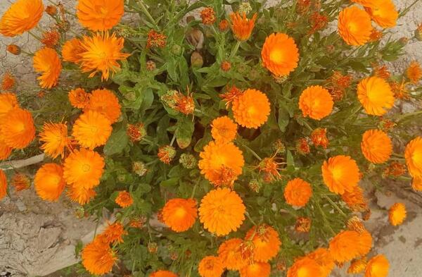 عکس گل های بهاری