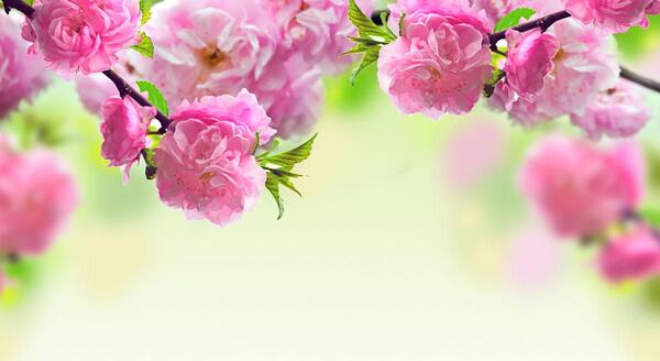 عکس گل های بهاری