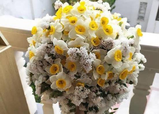 عکس گل نرگس هلندی