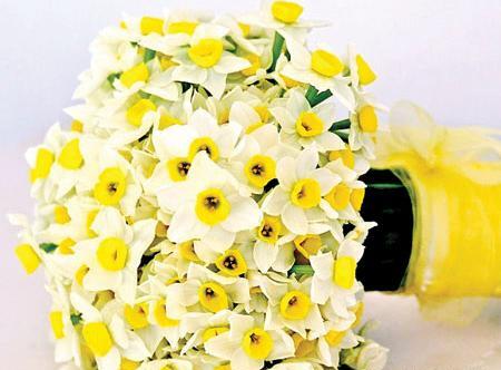 عکس گل نرگس هلندی