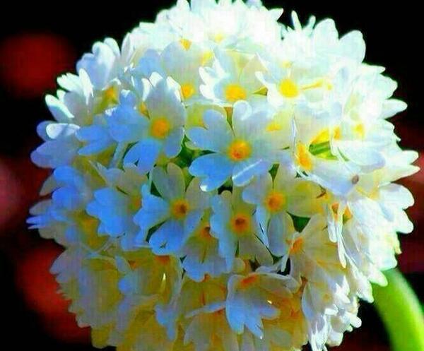عکس از گل های نرگس