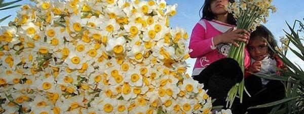 عکس از گل های نرگس