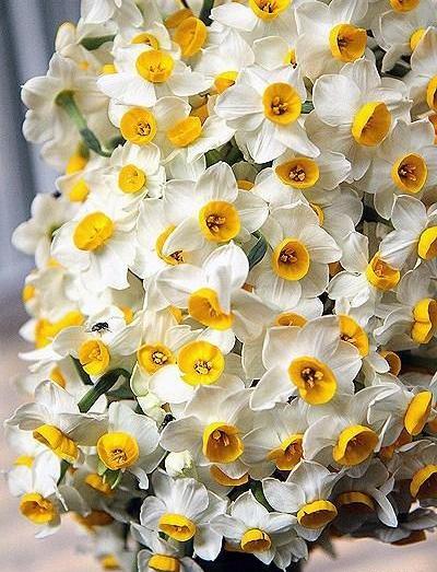 عکس از گل های نرگس