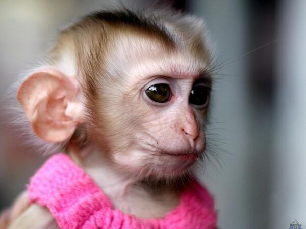 عکس میمون نوزاد