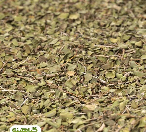 عکس اویشن شیراز