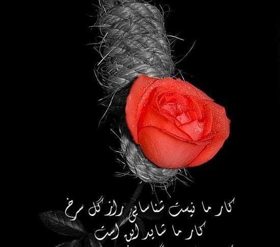 عکس گل سرخ غمگین