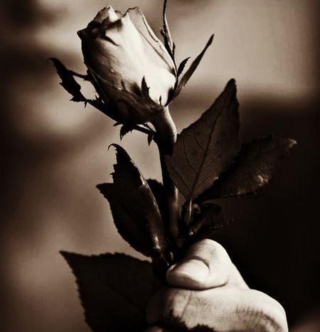 عکس گل سرخ غمگین