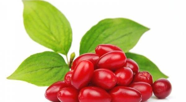 عکس زغال اخته خشک شده