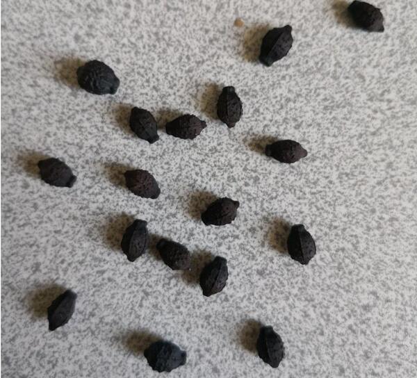 عکس بذر گل لاله عباسی