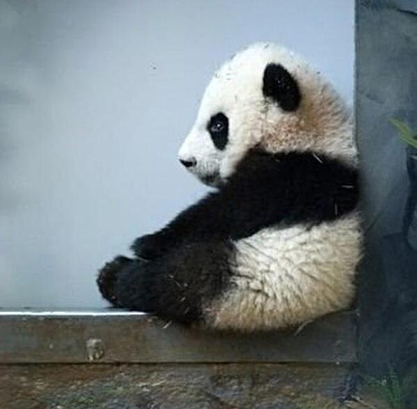 عکس پروفایل حیوانات کیوت