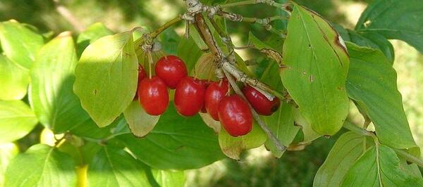 عکس های درخت زغال اخته