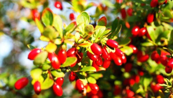عکس های درخت زغال اخته