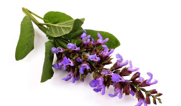 عکس مریم گلی در عطاری
