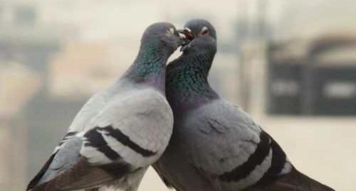 عکس رمانتیک کبوتر