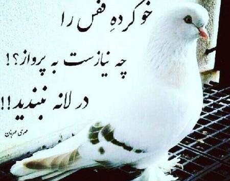 عکس رمانتیک کبوتر