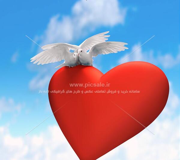 عکس رمانتیک کبوتر