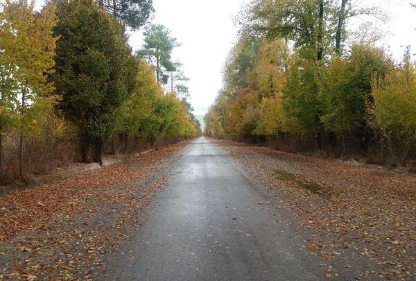 عکس طبیعت زیبای شیراز