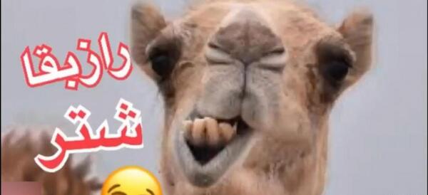 عکس شتر طنز