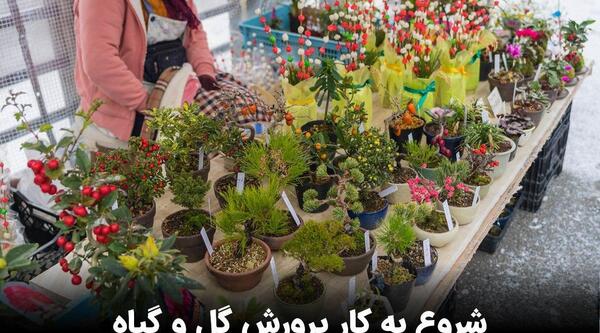 عکس ایده برای فروش گل و گیاه