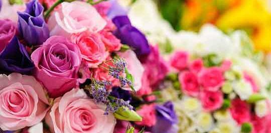 عکس ایده برای فروش گل و گیاه
