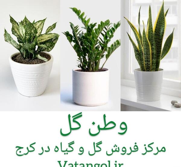 عکس ایده برای فروش گل و گیاه