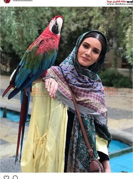 عکس طوطی غول پیکر