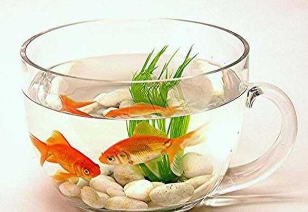 عکس سبزه ماهی عید